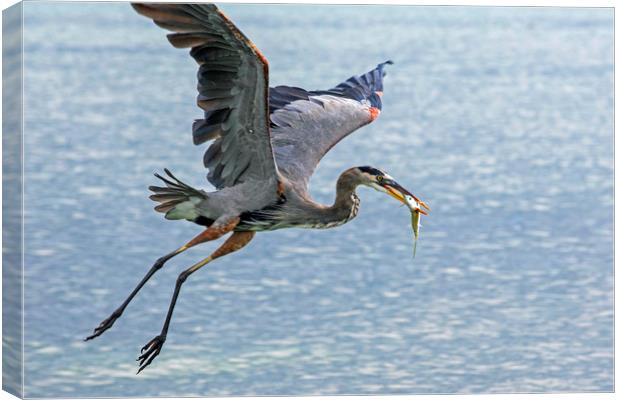 Great Blue Heron with Fish Canvas Print by Arterra 