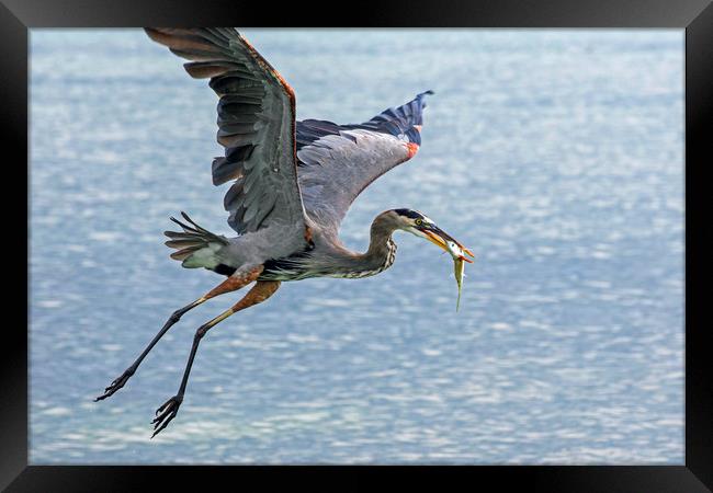 Great Blue Heron with Fish Framed Print by Arterra 