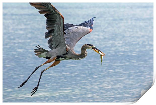 Great Blue Heron with Fish Print by Arterra 