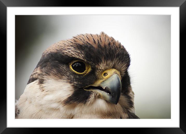 Peregrine Falcon Framed Mounted Print by Keith Thorburn EFIAP/b