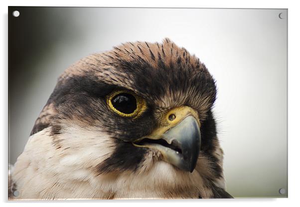 Peregrine Falcon Acrylic by Keith Thorburn EFIAP/b
