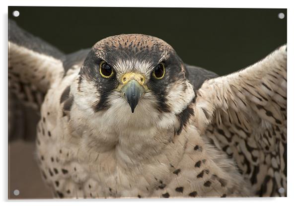 Peregrine Falcon Acrylic by Keith Thorburn EFIAP/b