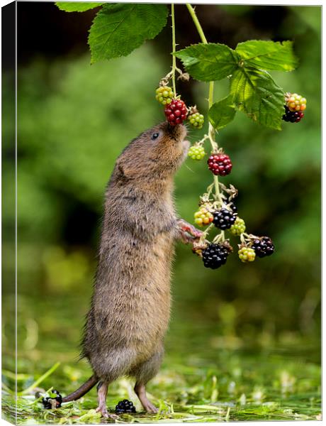 Water Vole stretching for blackberries Canvas Print by Jenny Hibbert