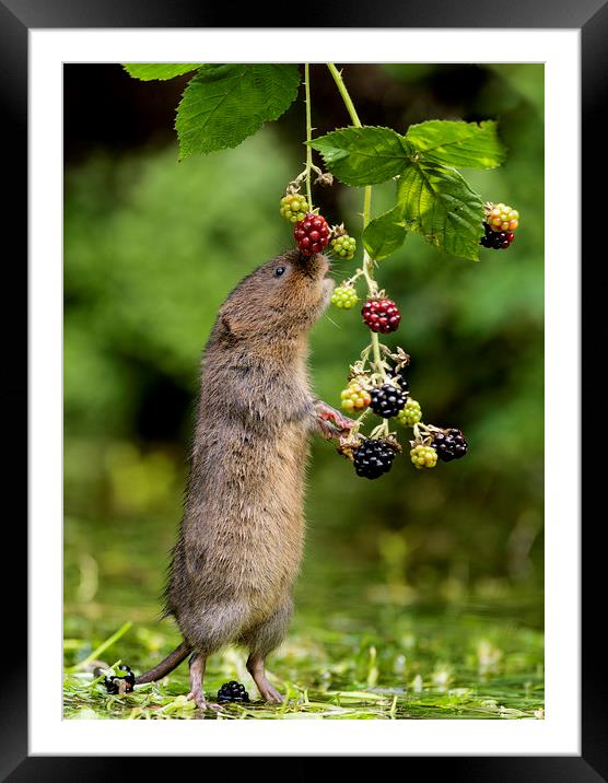 Water Vole stretching for blackberries Framed Mounted Print by Jenny Hibbert
