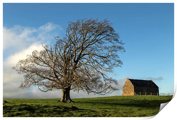 Tree & Barn Print by Jenny Hibbert
