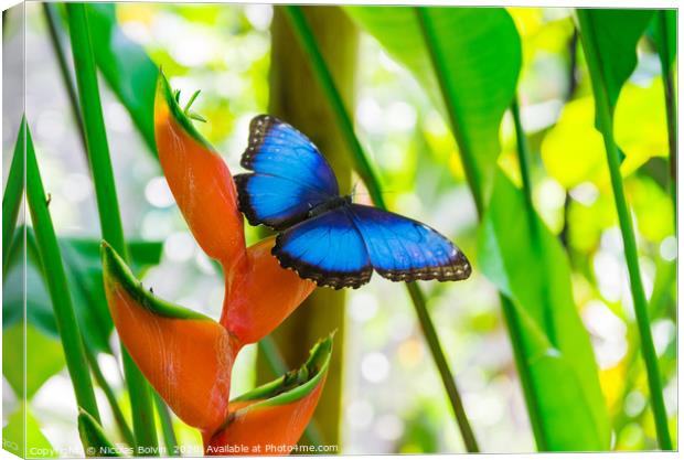 Blue morpho butterfly Canvas Print by Nicolas Boivin