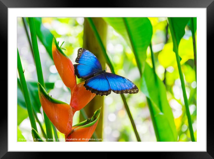 Blue morpho butterfly Framed Mounted Print by Nicolas Boivin