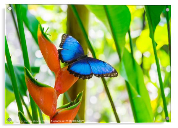 Blue morpho butterfly Acrylic by Nicolas Boivin