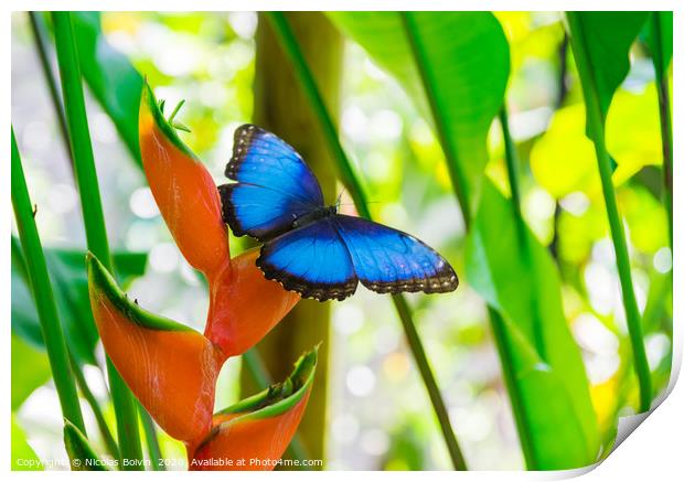 Blue morpho butterfly Print by Nicolas Boivin