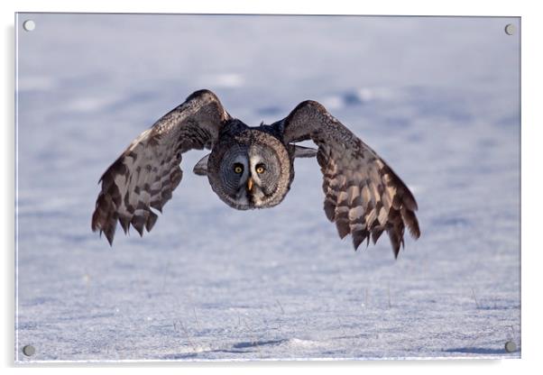 Great grey Owl hunting Acrylic by Jenny Hibbert
