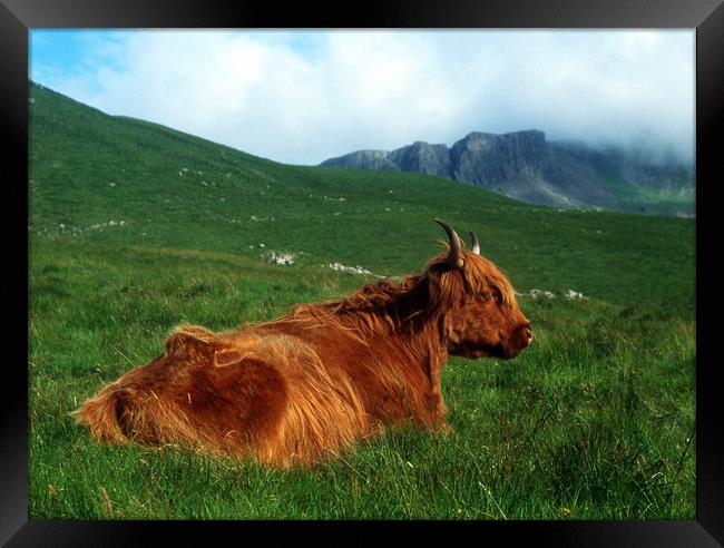 Highland Cow Framed Print by Adrian Snowball