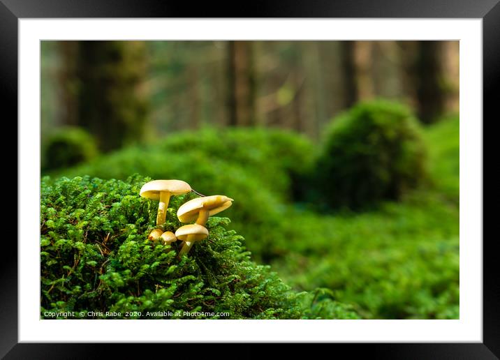 Wild Sulfur tuft mushroom Framed Mounted Print by Chris Rabe