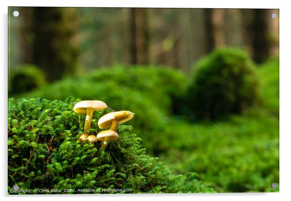 Wild Sulfur tuft mushroom Acrylic by Chris Rabe