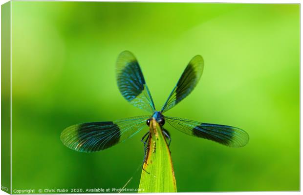 Banded Demoiselle  Canvas Print by Chris Rabe