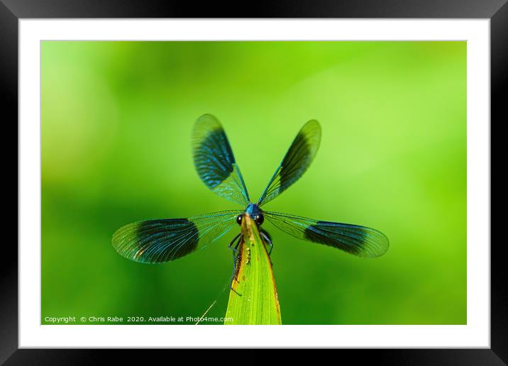 Banded Demoiselle  Framed Mounted Print by Chris Rabe