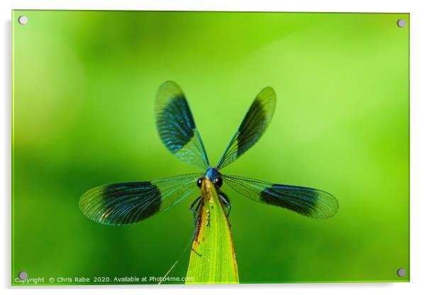 Banded Demoiselle  Acrylic by Chris Rabe