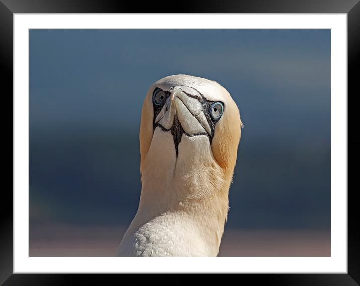 Puzzled Gannet Framed Mounted Print by Jenny Hibbert