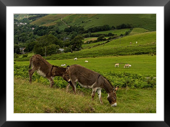 Donkey with foal following Framed Mounted Print by Jenny Hibbert