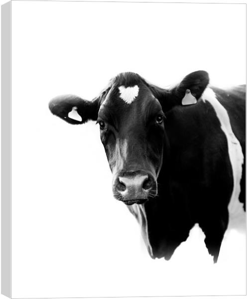 A Black and White Cow Canvas Print by Mark Jones