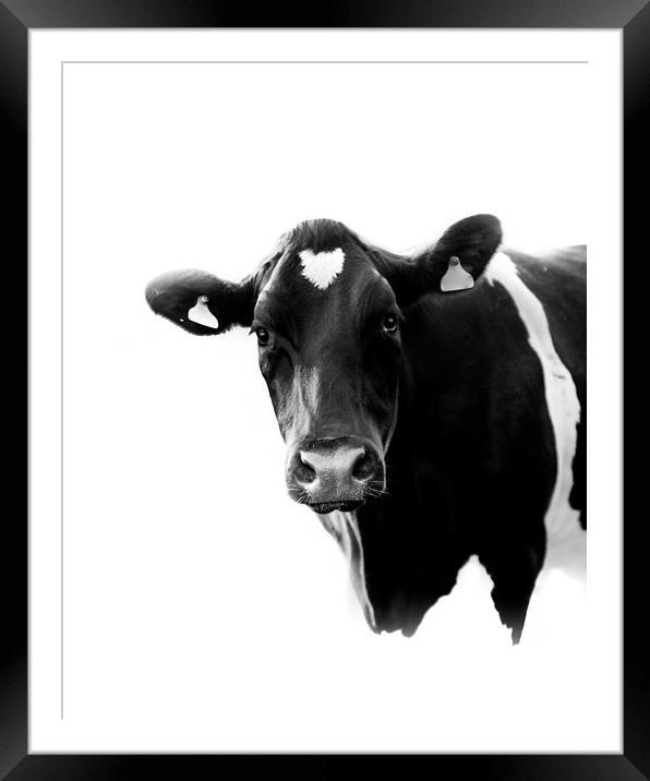 A Black and White Cow Framed Mounted Print by Mark Jones