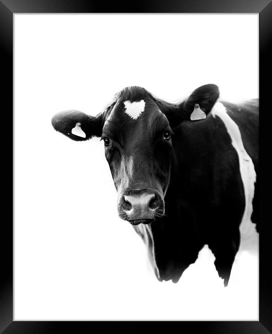 A Black and White Cow Framed Print by Mark Jones