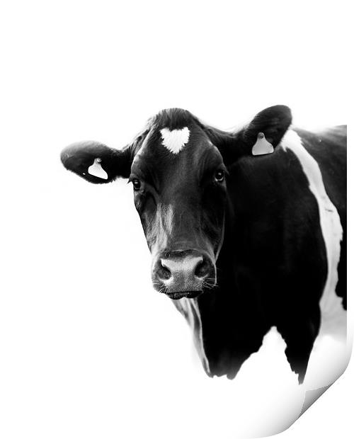 A Black and White Cow Print by Mark Jones