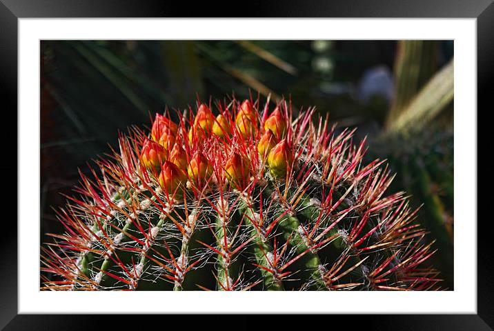 Cactus Framed Mounted Print by Paul Piciu-Horvat