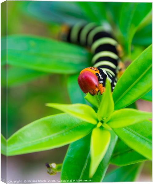 Pseudosphinx tetrio caterpillar Canvas Print by Nicolas Boivin