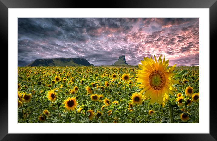 Sunflowers on the Gower peninsula Framed Mounted Print by Leighton Collins