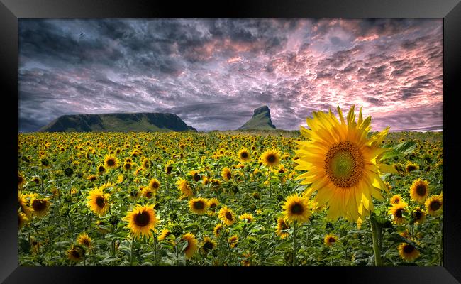 Sunflowers on the Gower peninsula Framed Print by Leighton Collins