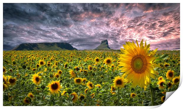 Sunflowers on the Gower peninsula Print by Leighton Collins