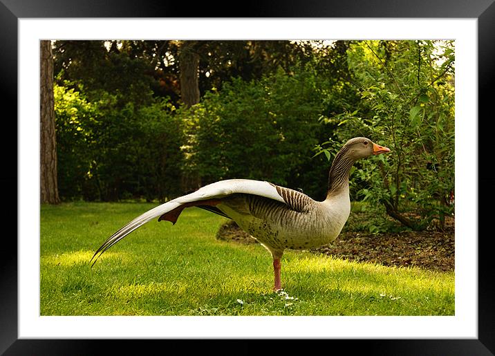 grey goose at kew Framed Mounted Print by gavin mcwalter