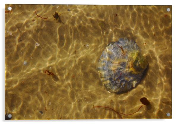 Seashell Sun and Sea Acrylic by Jeremy Hayden
