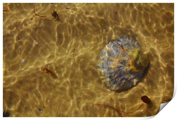 Seashell Sun and Sea Print by Jeremy Hayden