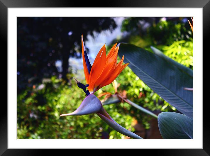 Bird of paradise Framed Mounted Print by Paul Piciu-Horvat