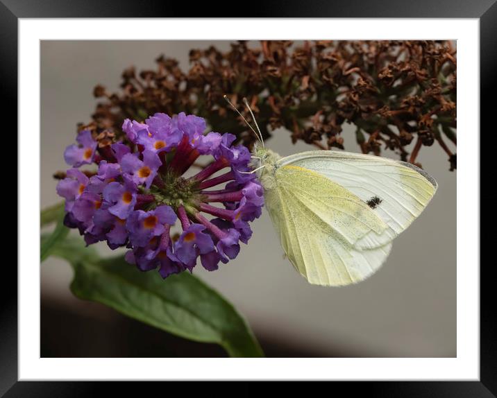 Small white butterfly Framed Mounted Print by Jonathan Thirkell