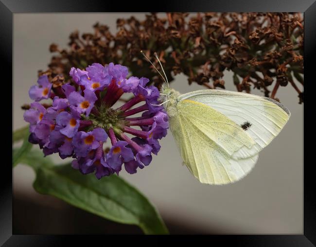 Small white butterfly Framed Print by Jonathan Thirkell