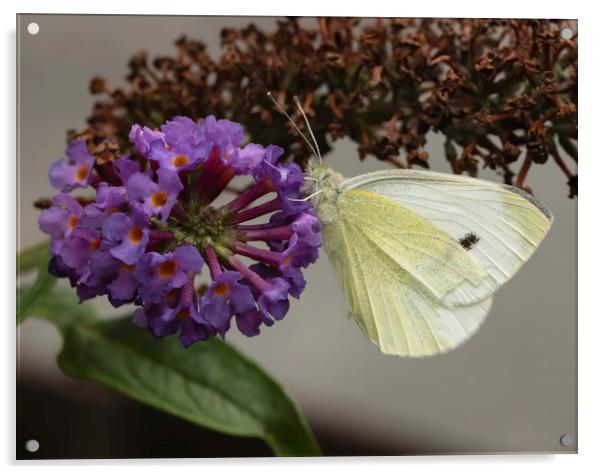 Small white butterfly Acrylic by Jonathan Thirkell