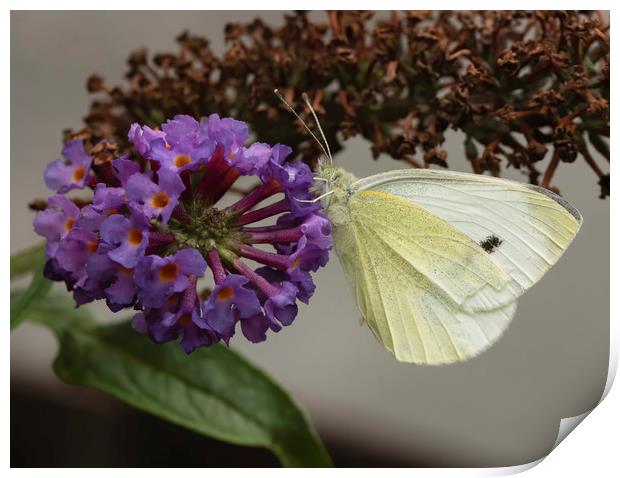 Small white butterfly Print by Jonathan Thirkell