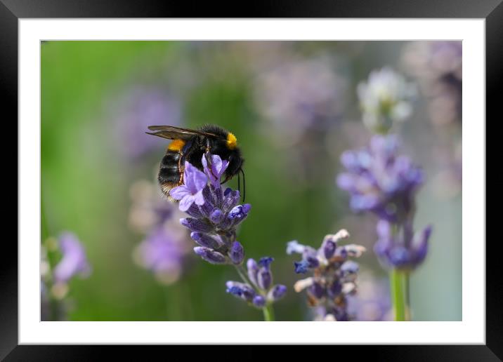 Enchanted Summer Bee Dance Framed Mounted Print by Simon Marlow