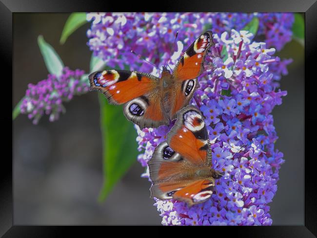 Majestic Peacock Butterflies Dance on Buddleia Framed Print by Simon Marlow