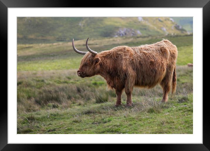 Highland Cow in the Black Mountains, Wales Framed Mounted Print by Simon Marlow