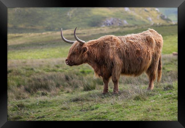 Highland Cow in the Black Mountains, Wales Framed Print by Simon Marlow