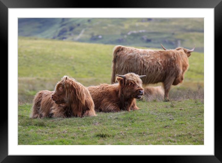 Majestic Highland Cattle Grazing Framed Mounted Print by Simon Marlow