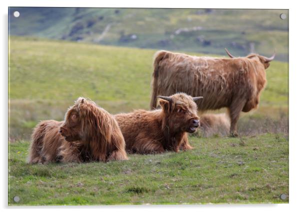Majestic Highland Cattle Grazing Acrylic by Simon Marlow