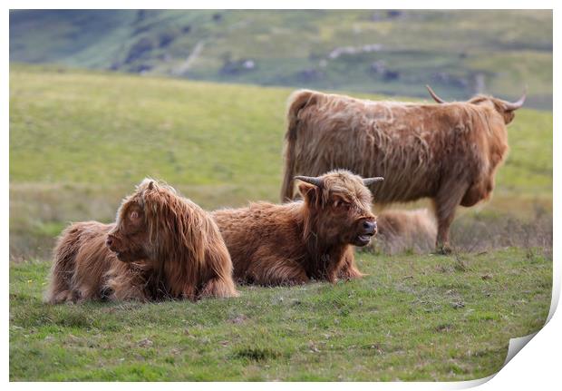 Majestic Highland Cattle Grazing Print by Simon Marlow