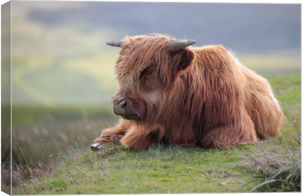 Highland Cow Calf in the Black Mountains, Wales Canvas Print by Simon Marlow