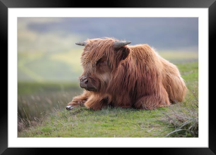 Highland Cow Calf in the Black Mountains, Wales Framed Mounted Print by Simon Marlow