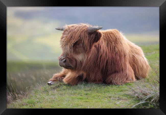 Highland Cow Calf in the Black Mountains, Wales Framed Print by Simon Marlow