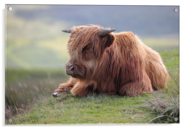 Highland Cow Calf in the Black Mountains, Wales Acrylic by Simon Marlow